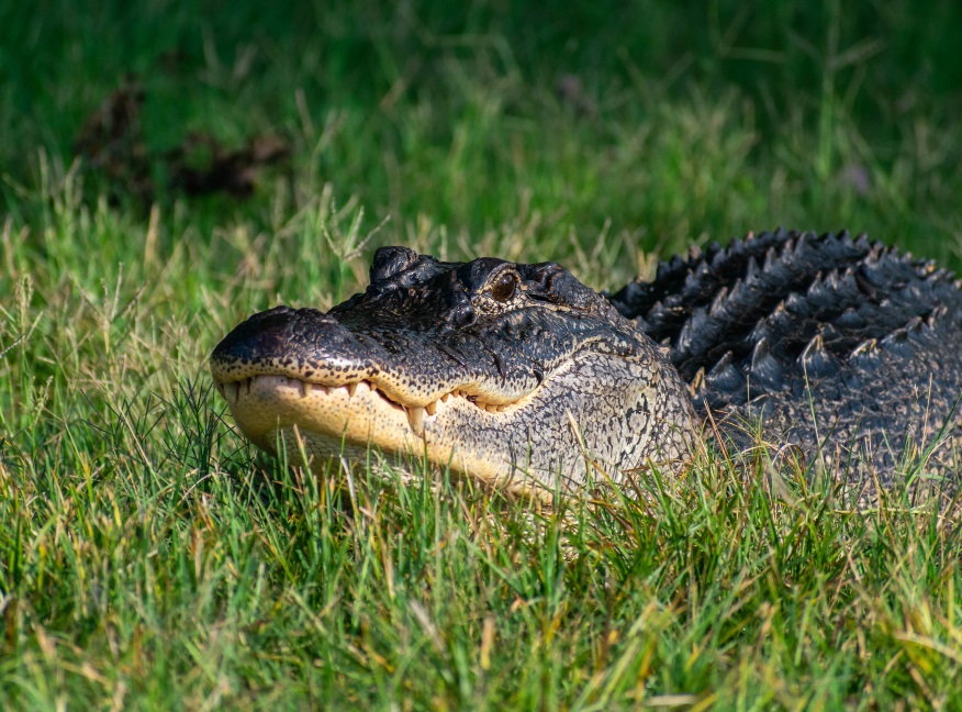 Shock and horror in Australia after a 3-foot crocodile was discovered inside a house