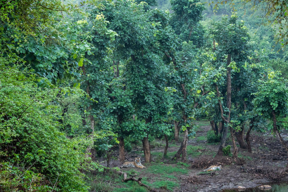 Bangladesh to Plant 8.33 Crore Trees This Monsoon, Announces Environment Secretary