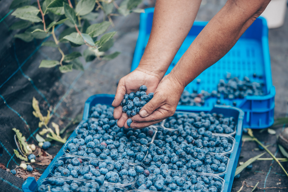 Finland Issues Residence Permits to 900 Thai Berry Pickers for 2024 Harvest Season